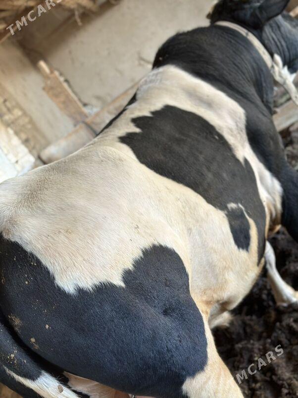 Galişteyin - Мургап - img 3