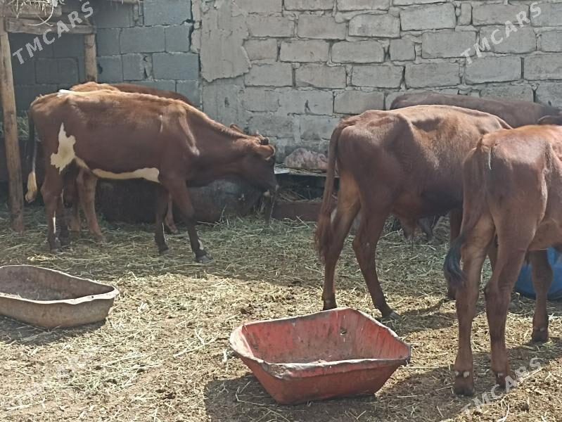 öküzçe tüwe öküz göle - Ашхабад - img 3