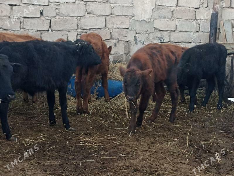 öküzçe tüwe öküz göle - Ашхабад - img 8