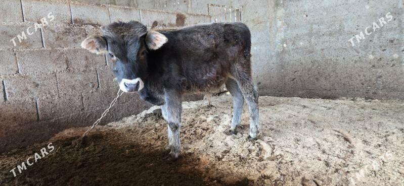 sives okuzce - Ашхабад - img 2