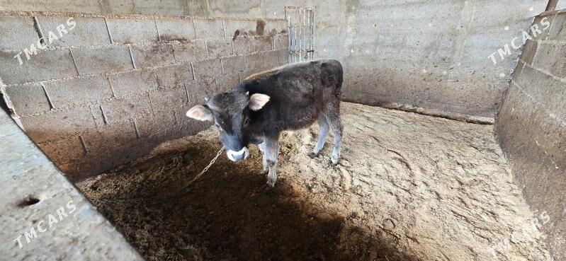 sives okuzce - Ашхабад - img 3