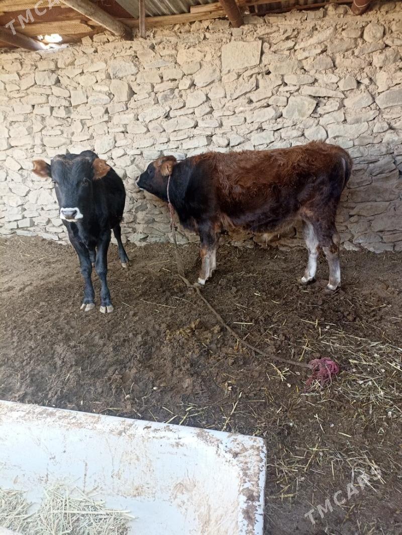 okizler - Bereket - img 5