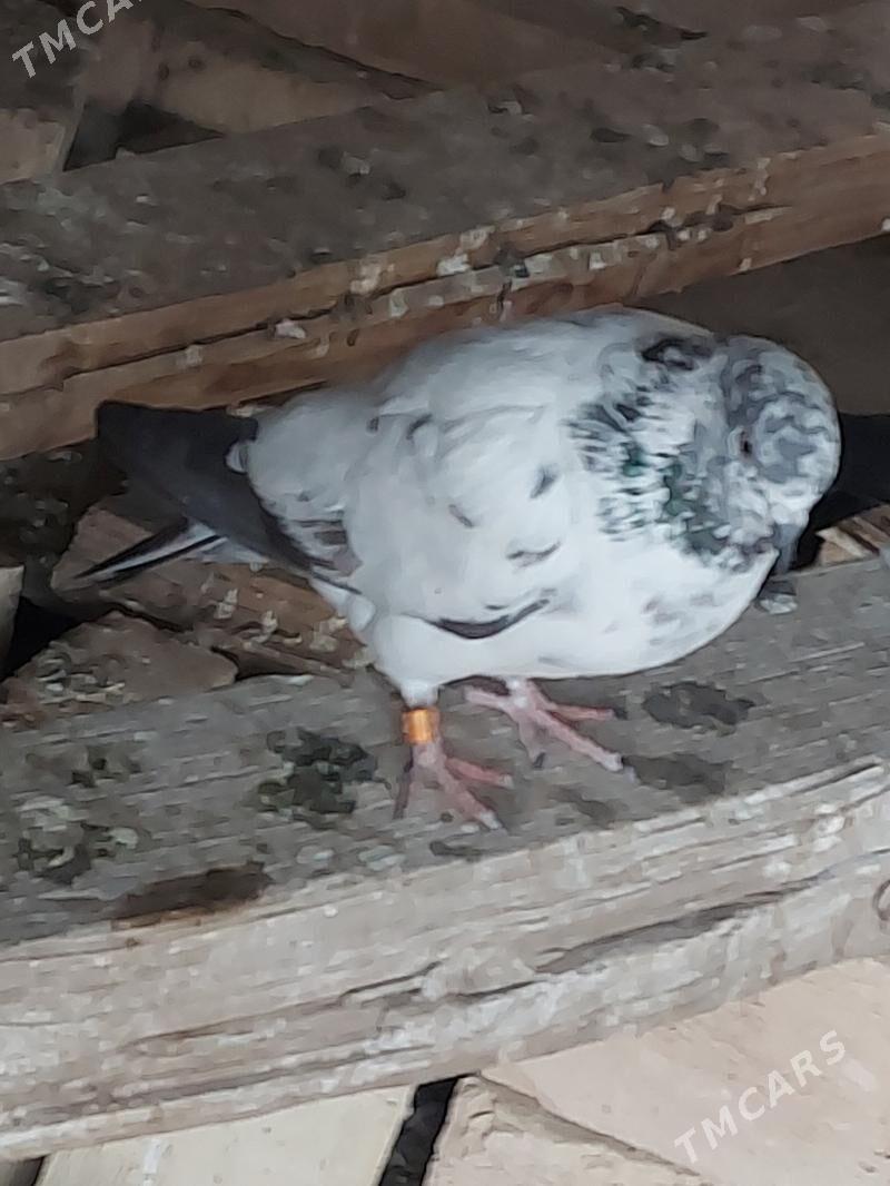 kepderi - Farap - img 3