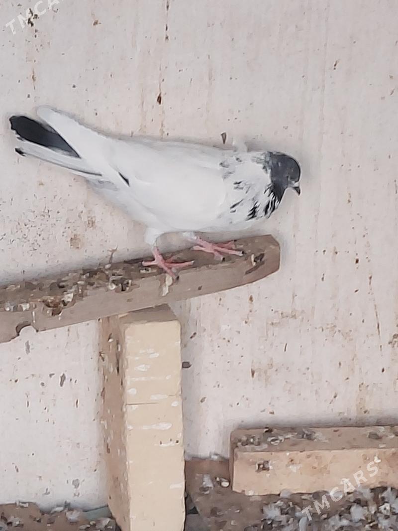 kepderi - Farap - img 4