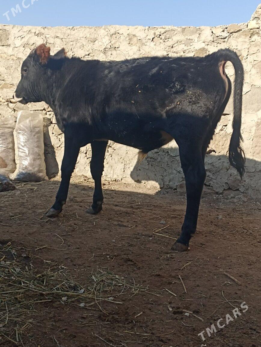 okizler - Bereket - img 6