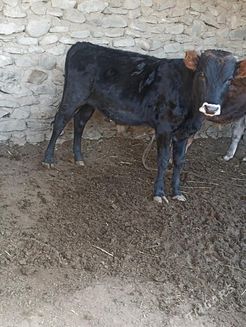 okizler - Bereket - img 3