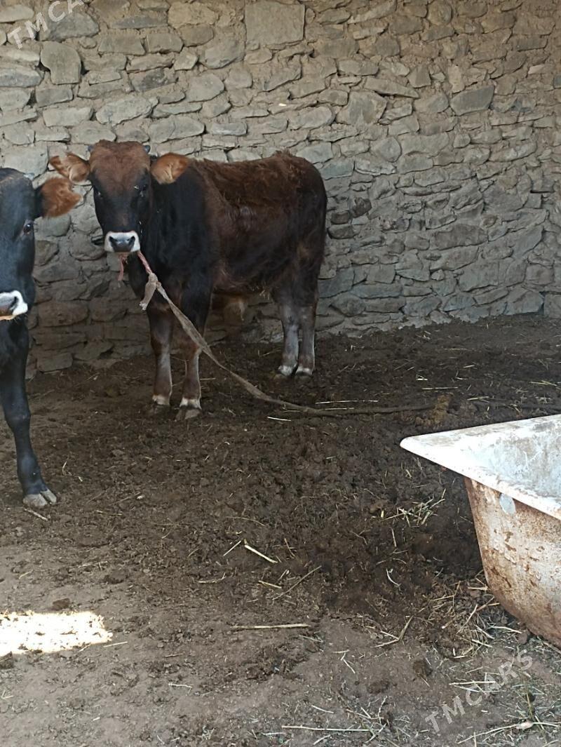 okizler - Bereket - img 2