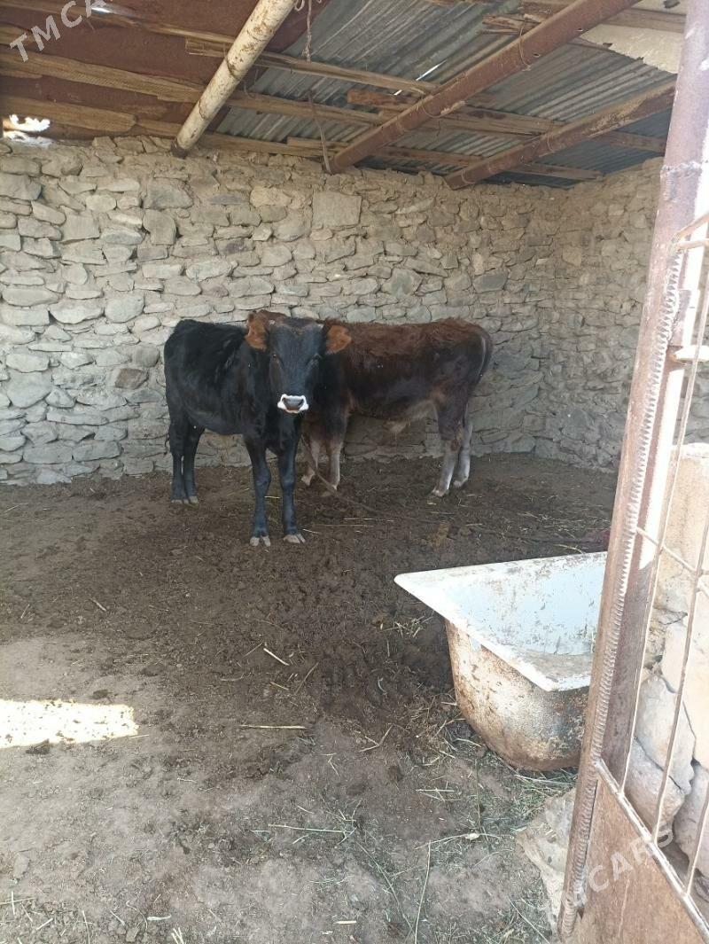 okizler - Bereket - img 7