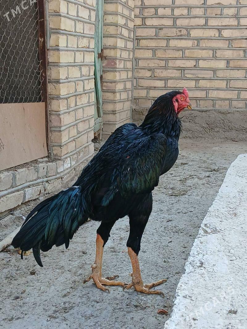 horaz - Mary - img 3