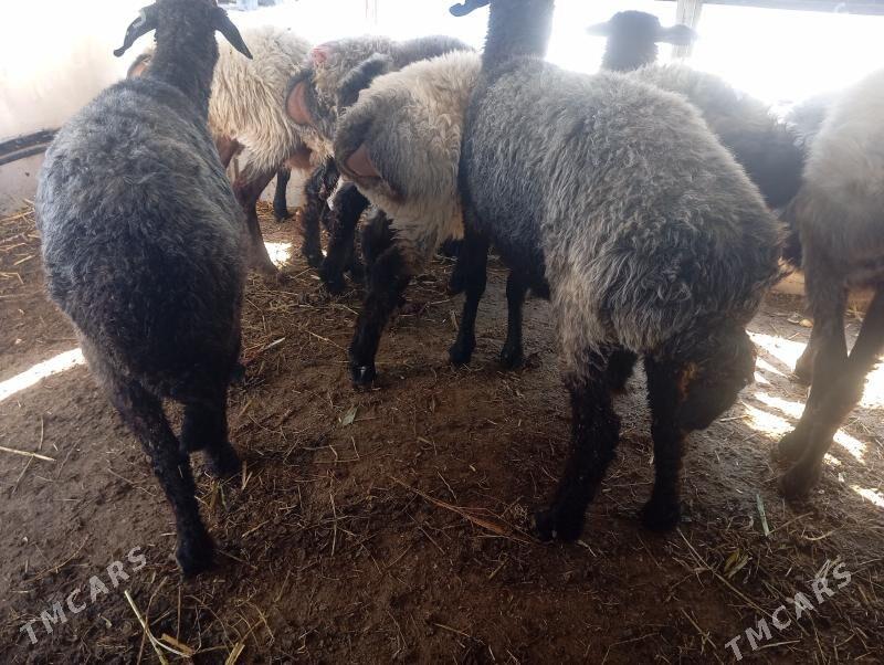 garakol goyun - Aşgabat - img 2