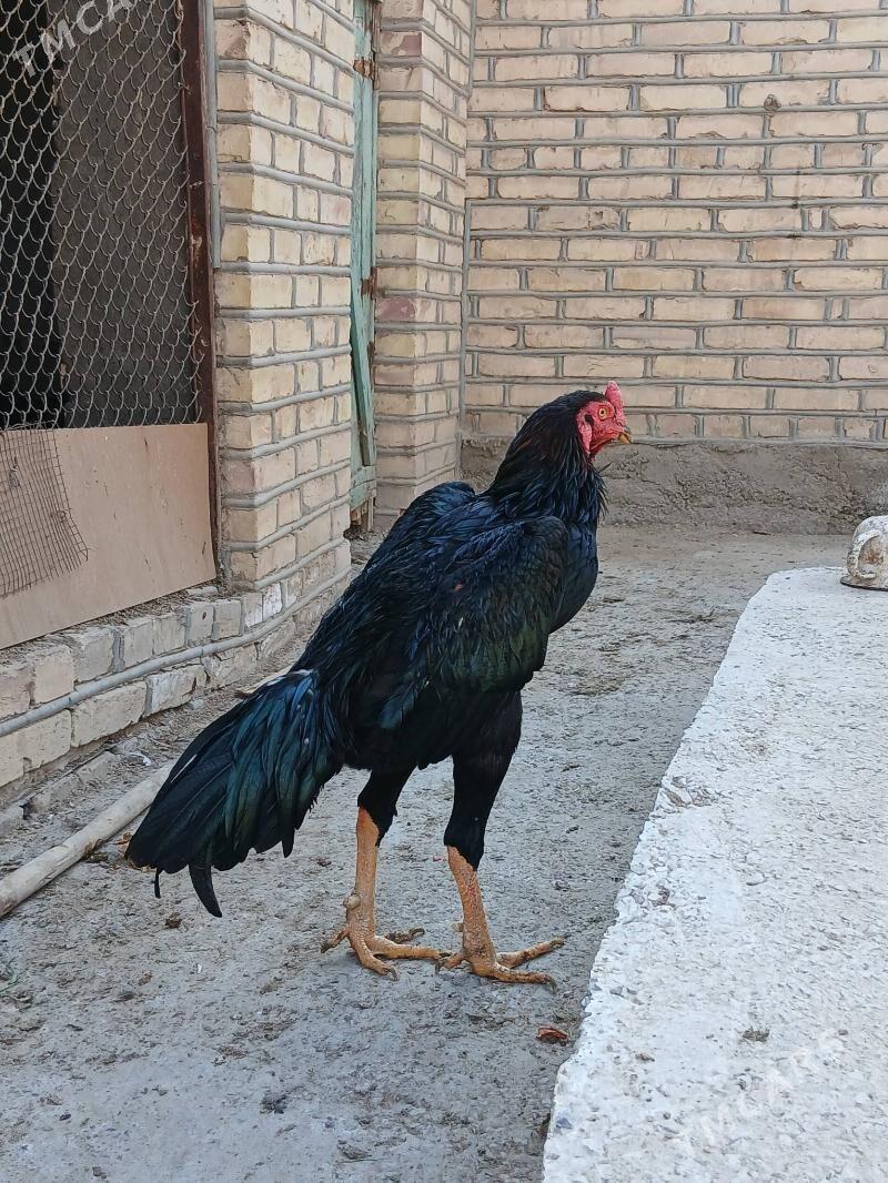 horaz - Mary - img 2