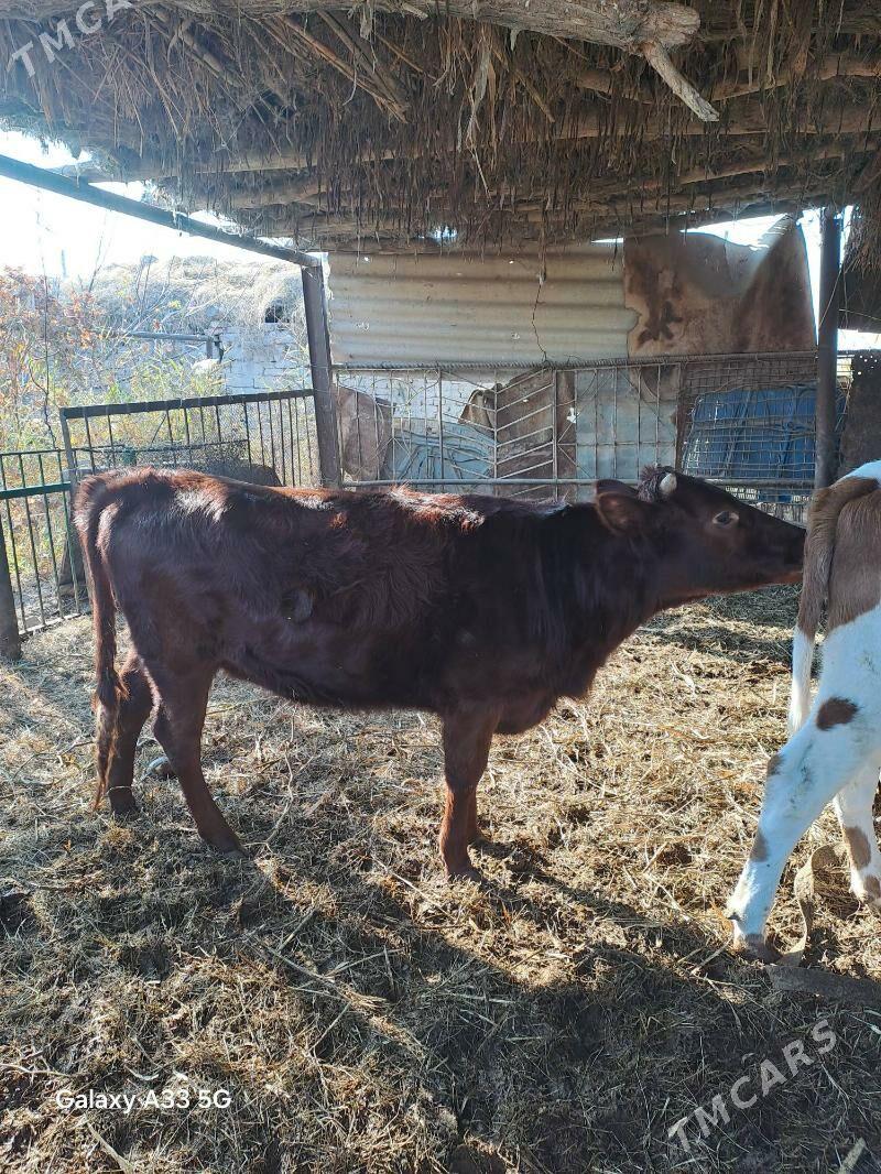 Unajyn - Türkmenabat - img 2