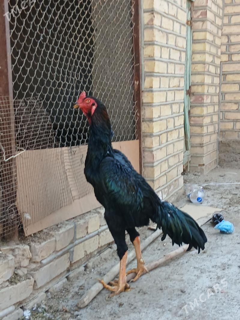 horaz - Mary - img 4