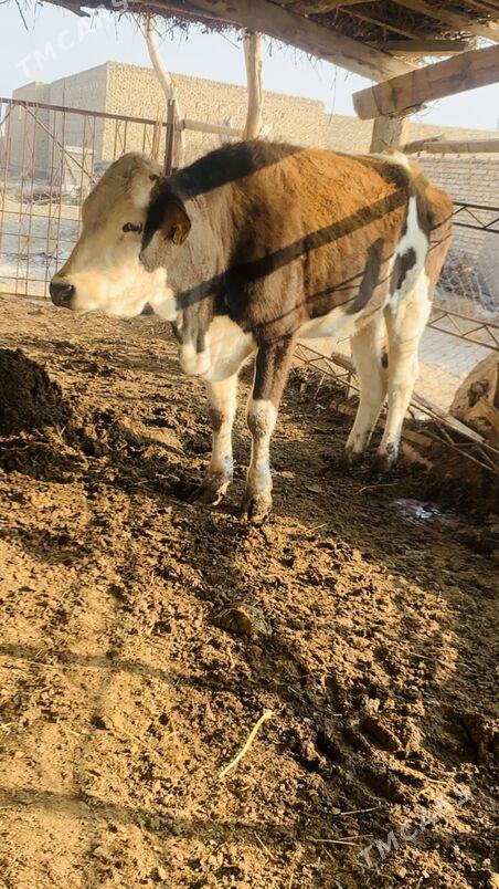 afistraliski - Saýat - img 5