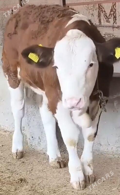 afistraliski - Saýat - img 1