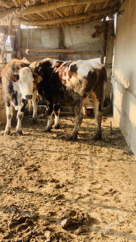 afistraliski - Saýat - img 9