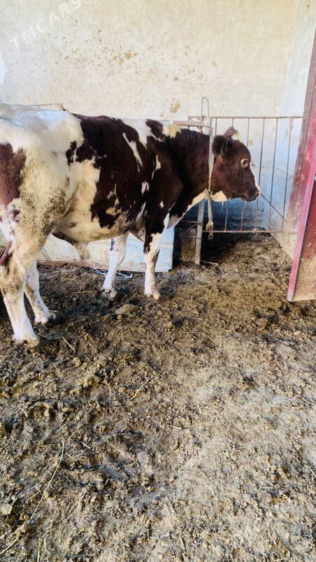 afistraliski - Saýat - img 7