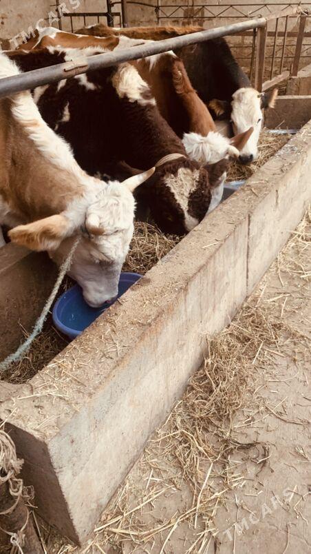 afistraliski - Saýat - img 3