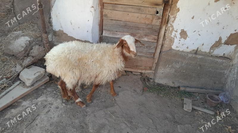 Баран, Tokly - Gyzylarbat - img 2