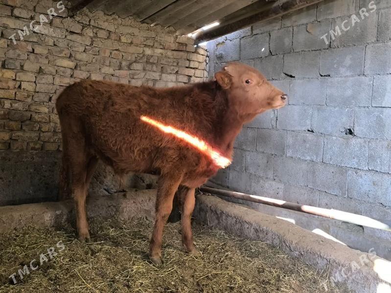 öküz - Ашхабад - img 2