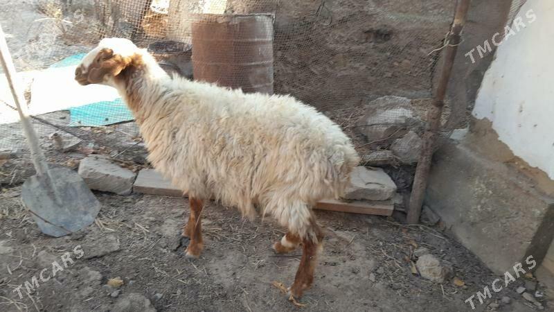 Баран, Tokly - Gyzylarbat - img 1