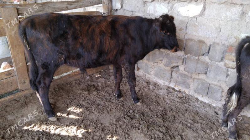 OKÜZ ŞWES - Ашхабад - img 2