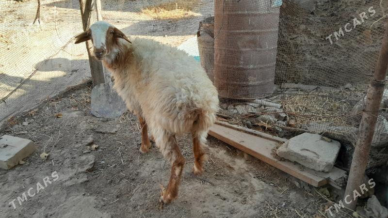 Баран, Tokly - Gyzylarbat - img 4