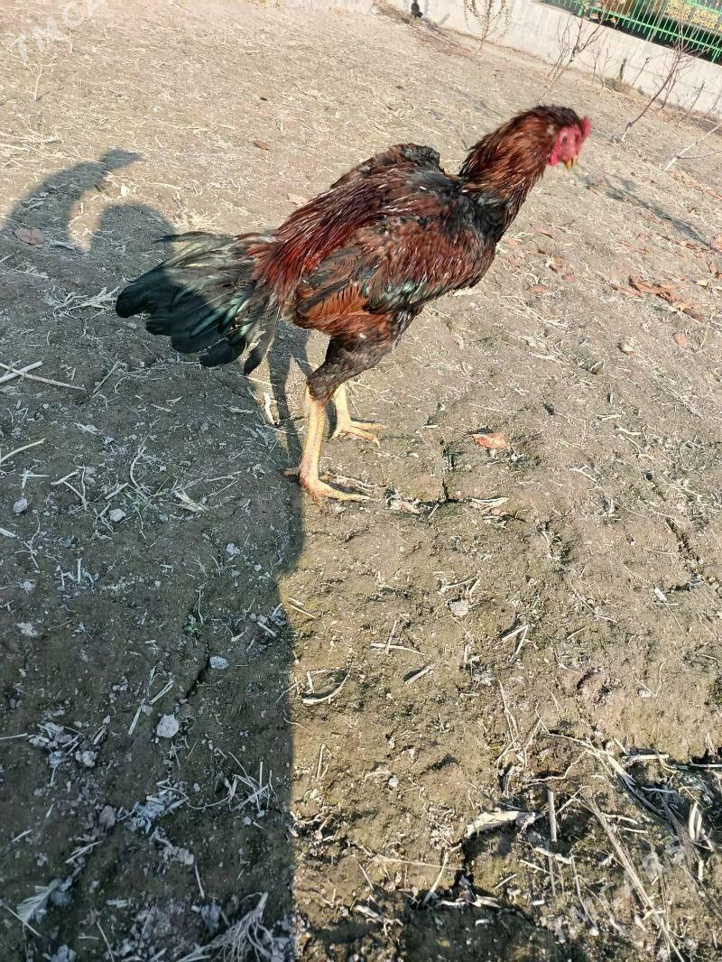 horaz - Şabat etr. - img 2