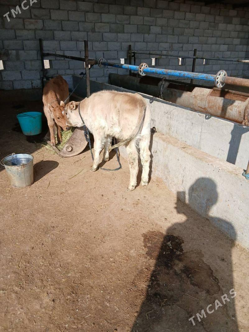 goleli sygyr - Бабадайхан - img 4