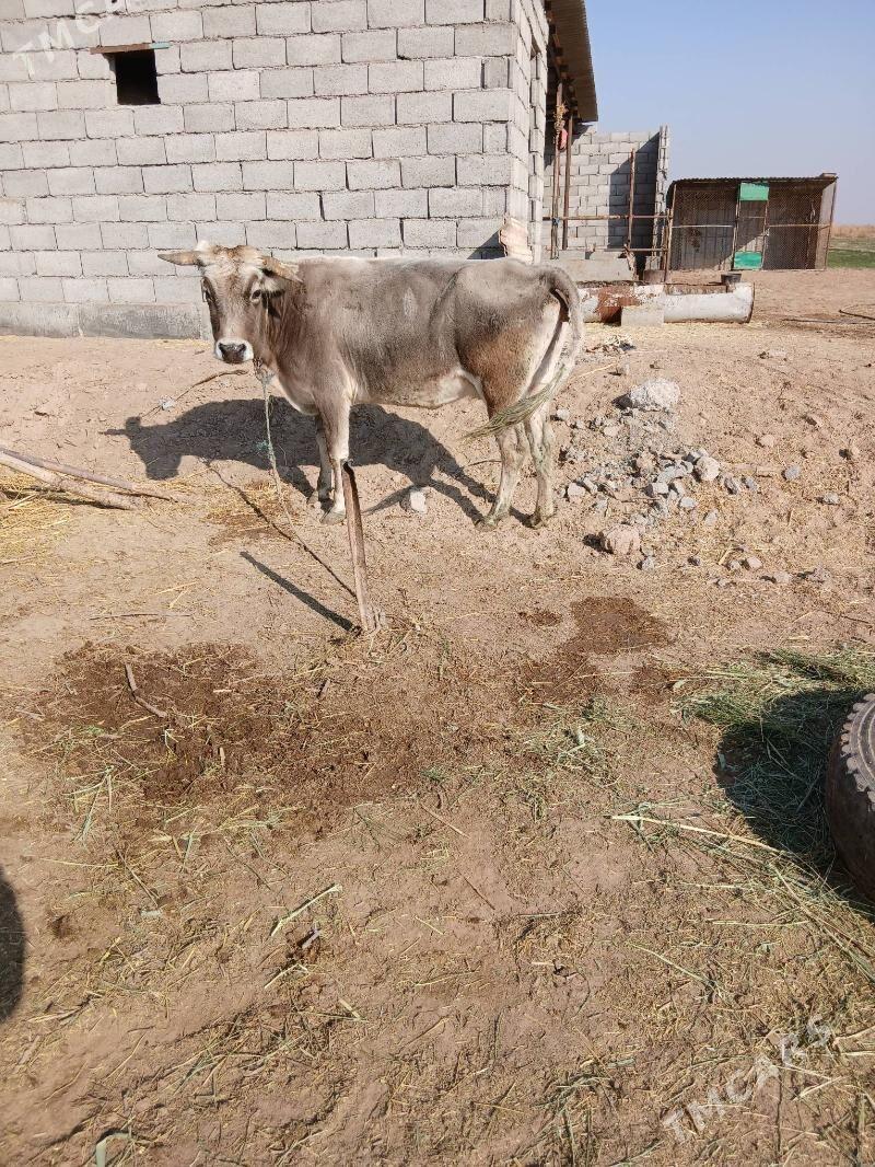 goleli sygyr - Бабадайхан - img 3