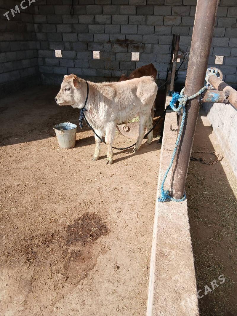 goleli sygyr - Бабадайхан - img 2