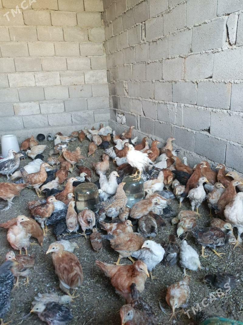 3we 2 aylk jujeler - Анев - img 4