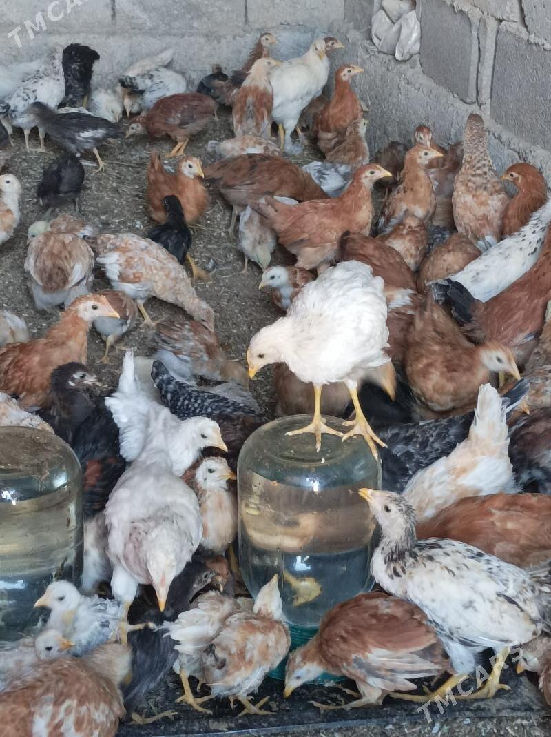 3we 2 aylk jujeler - Анев - img 6