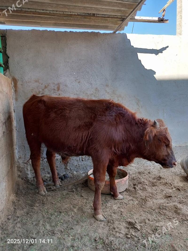 ökuz - Jebel - img 6