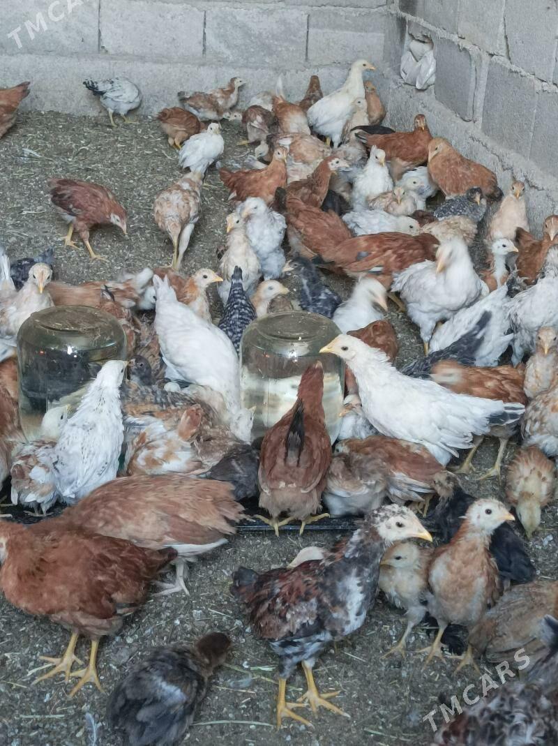 3we 2 aylk jujeler - Анев - img 3