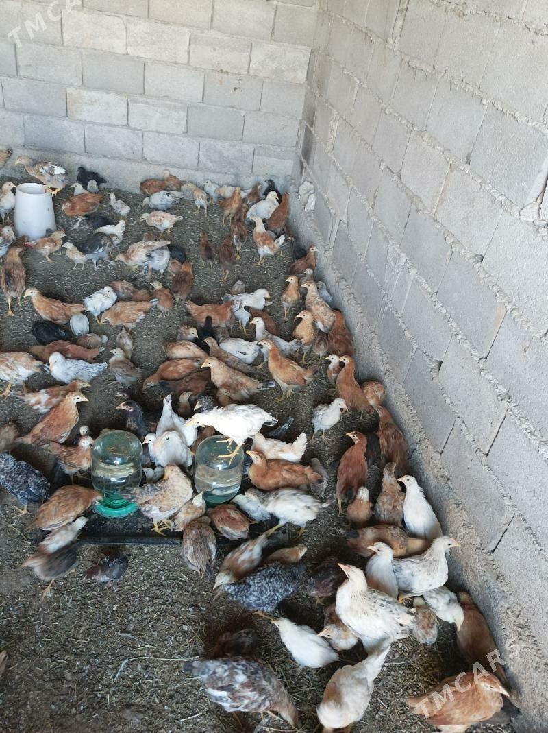 3we 2 aylk jujeler - Анев - img 5