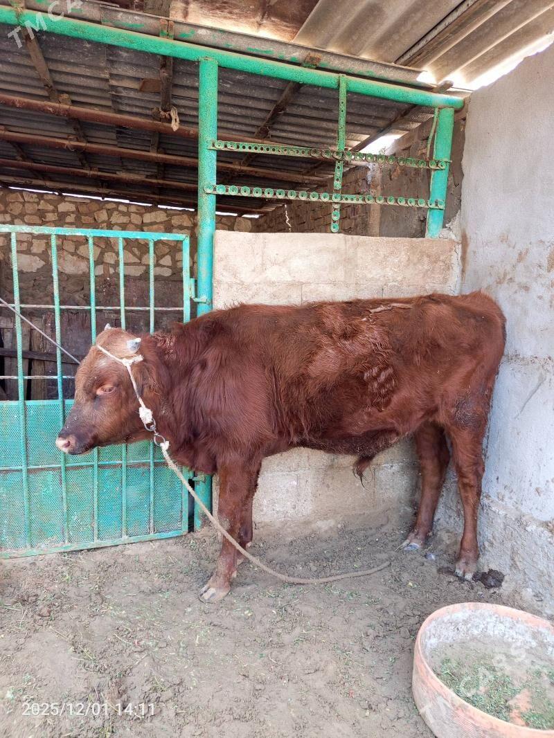 ökuz - Jebel - img 7