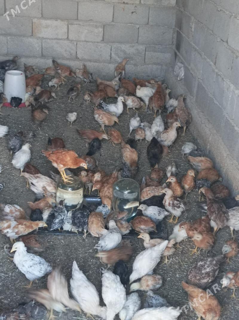 3we 2 aylk jujeler - Анев - img 9