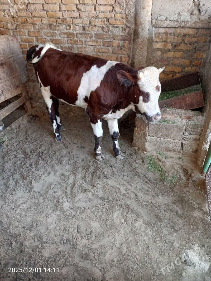 ökuz - Jebel - img 5