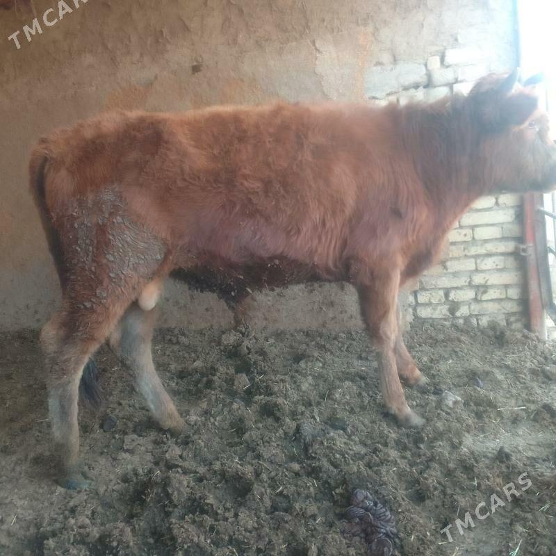 meydan okuz - Байрамали - img 2