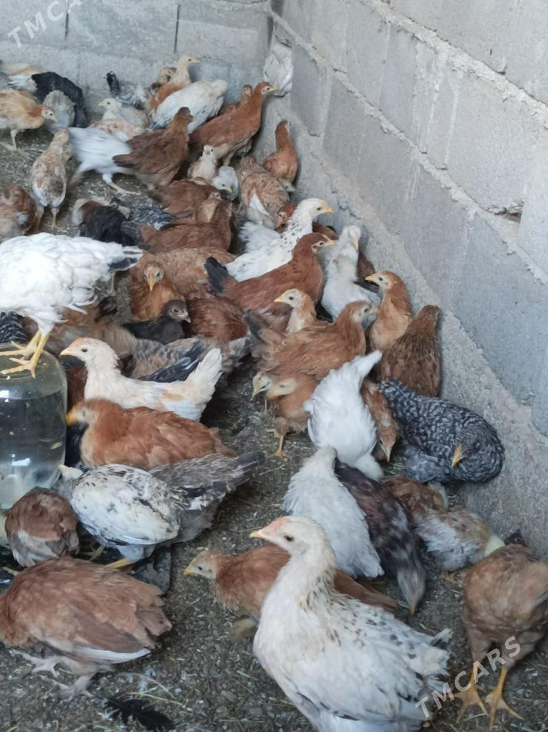 3we 2 aylk jujeler - Анев - img 7