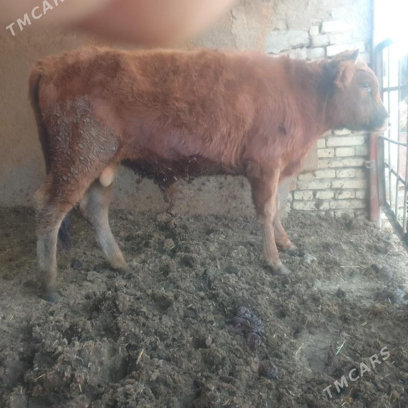 meydan okuz - Байрамали - img 3