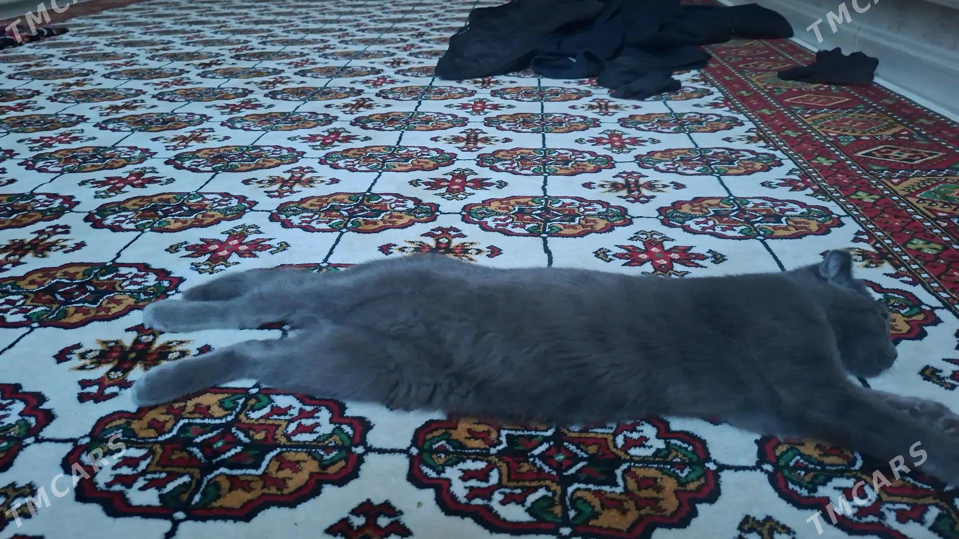 шотландский кот 6 месяцев - Туркменабат - img 2