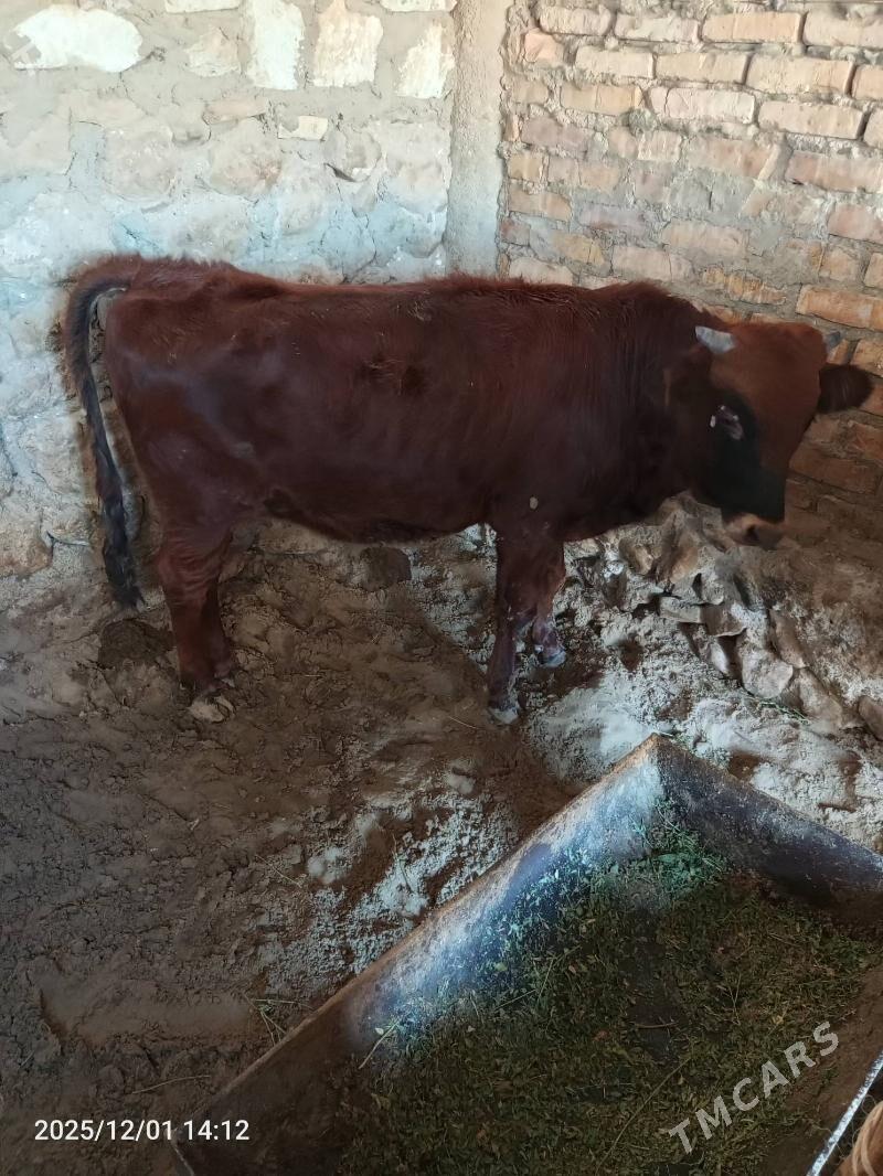 ökuz - Jebel - img 3