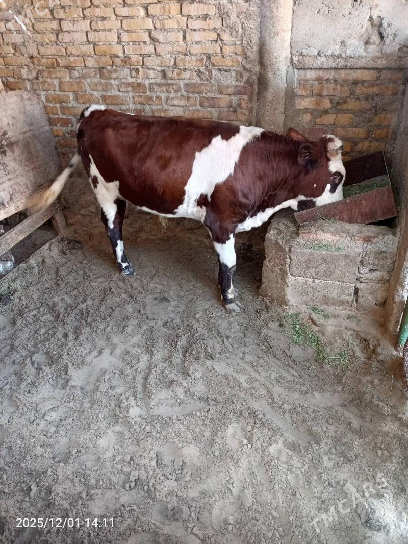 ökuz - Jebel - img 4