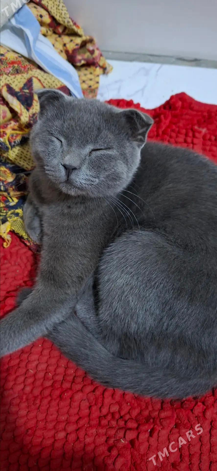 шотландский кот 6 месяцев - Туркменабат - img 3