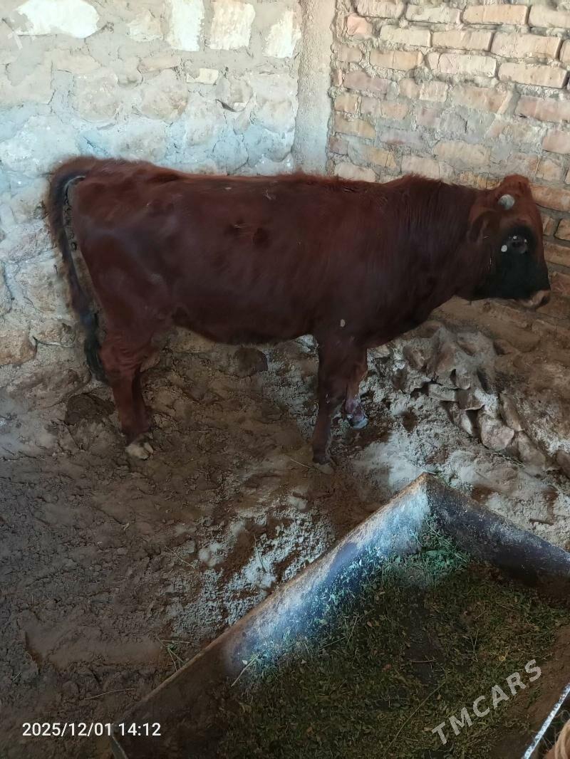 ökuz - Jebel - img 2