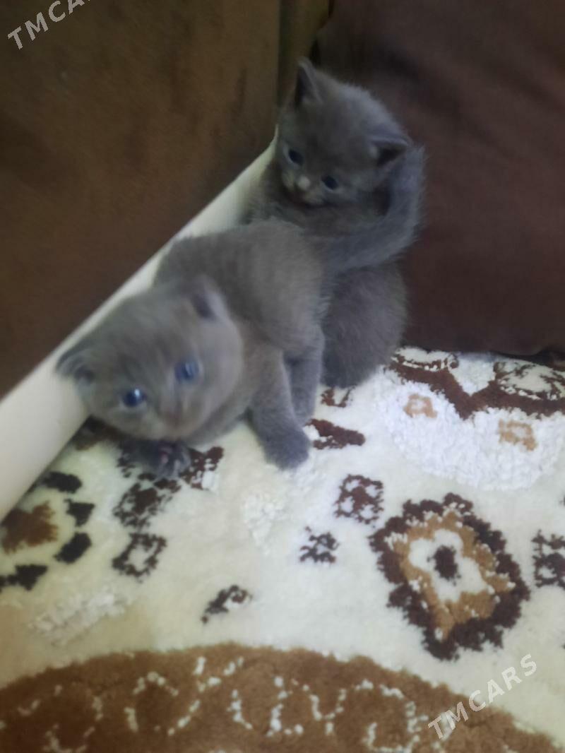 домашние животные - Aşgabat - img 3