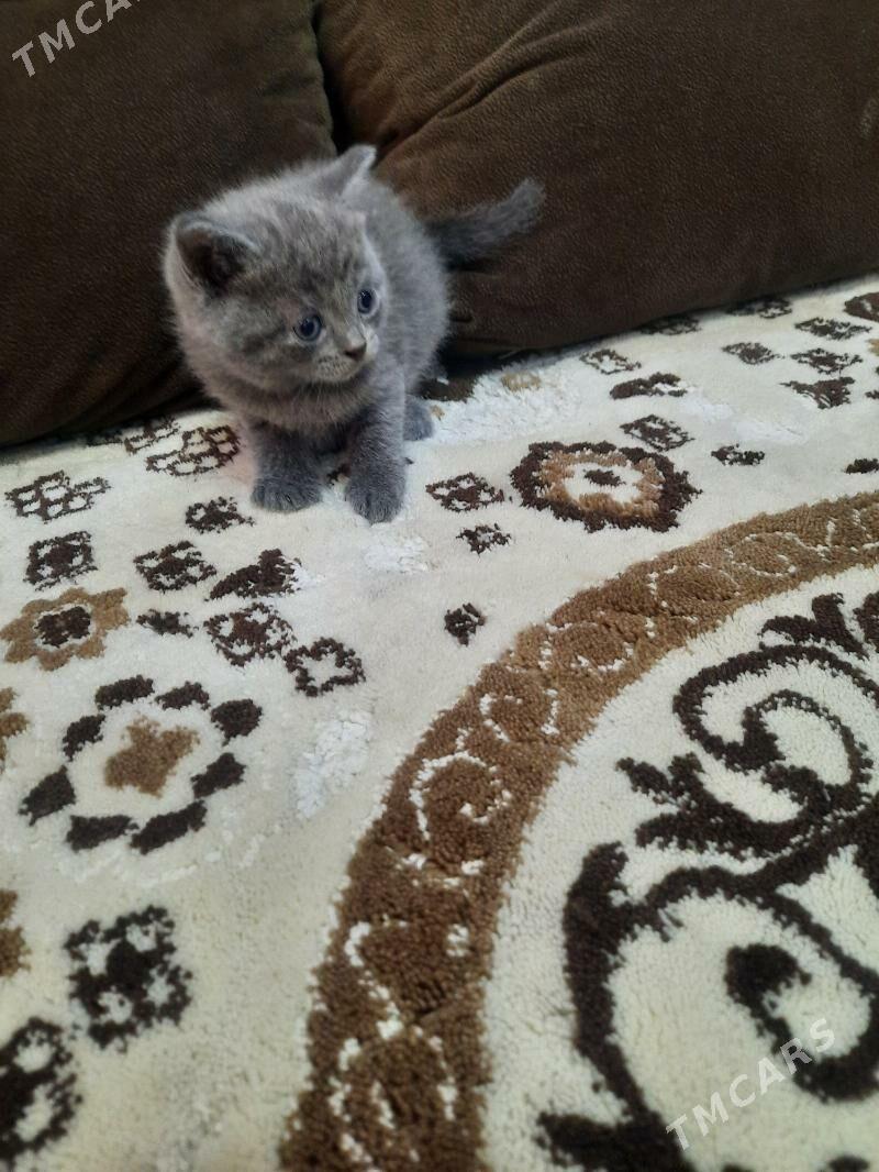 домашние животные - Aşgabat - img 2