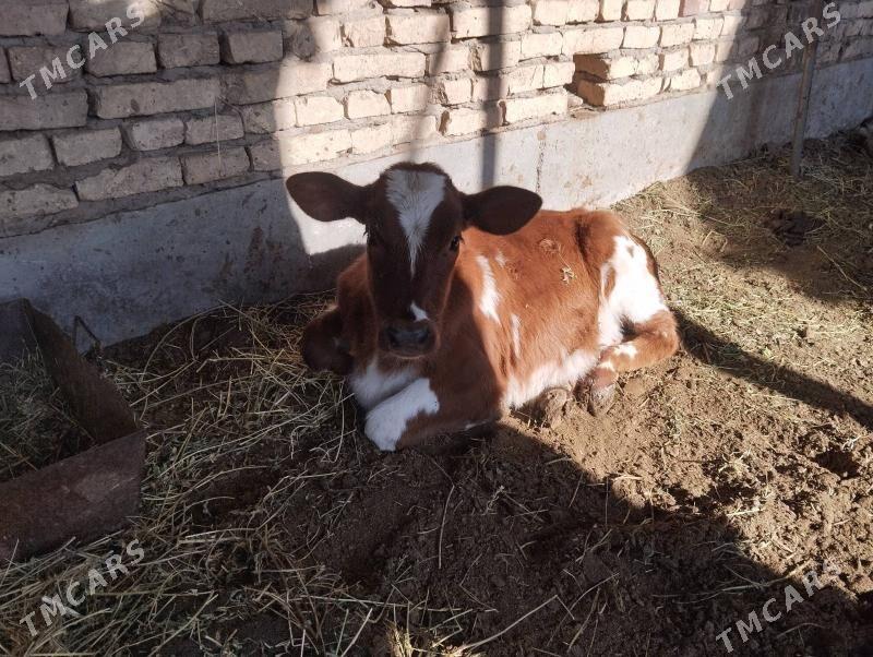 Saglyk sygyr - Чарджоу - img 3